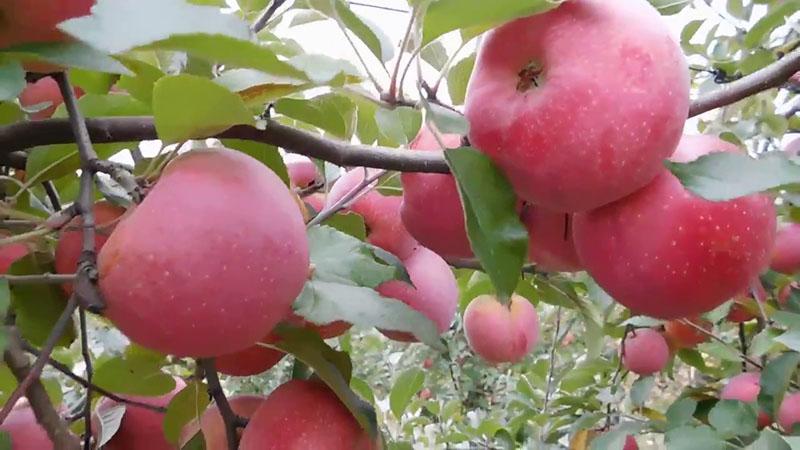 zimske sorte jabuka
