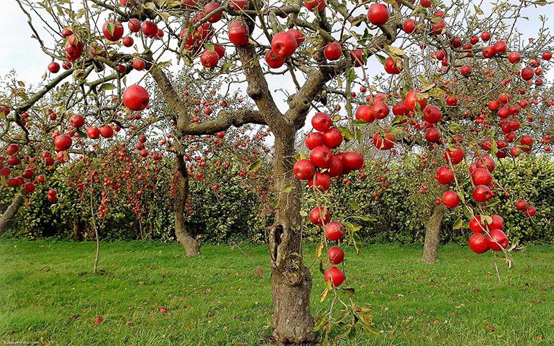 soorten rode appels