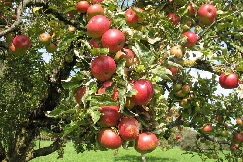 variëteiten van appels van herfstrijping