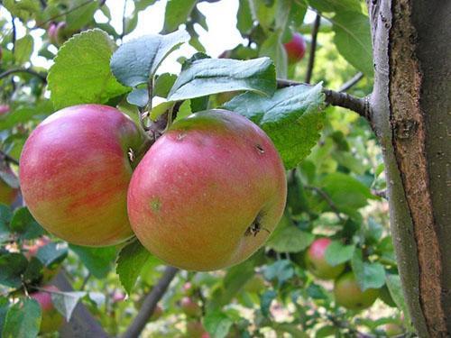 Stablo jabuke Renet Chernenko