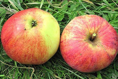 Voćne sorte jabuka Aelita
