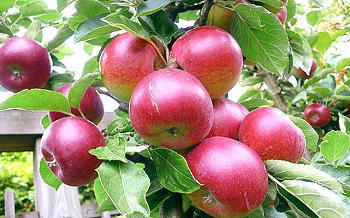 Zvjezdica stablo jabuke