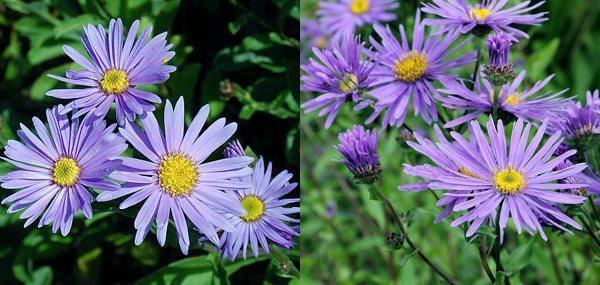 aster ster