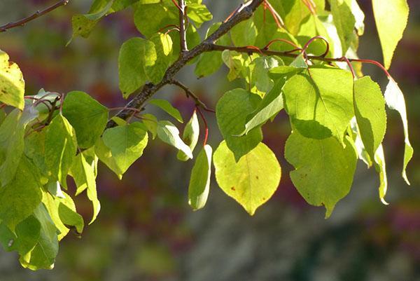lišće marelice