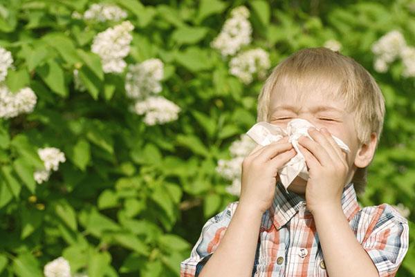 simptomi alergije na ambroziju