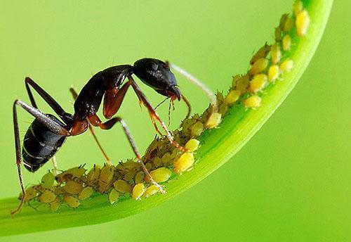 Bladluizen worden verspreid door mieren