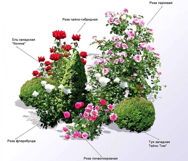 samenstelling van verschillende soorten rozen