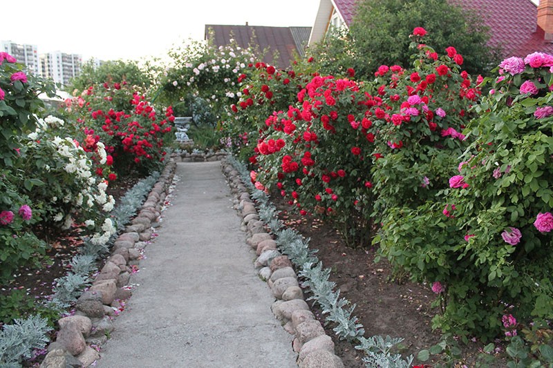 decoratie van de buitenwijk met rozen