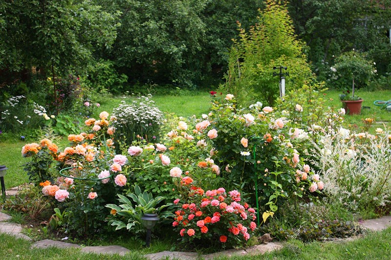 rozen van verschillende variëteiten bij het creëren van een rozentuin