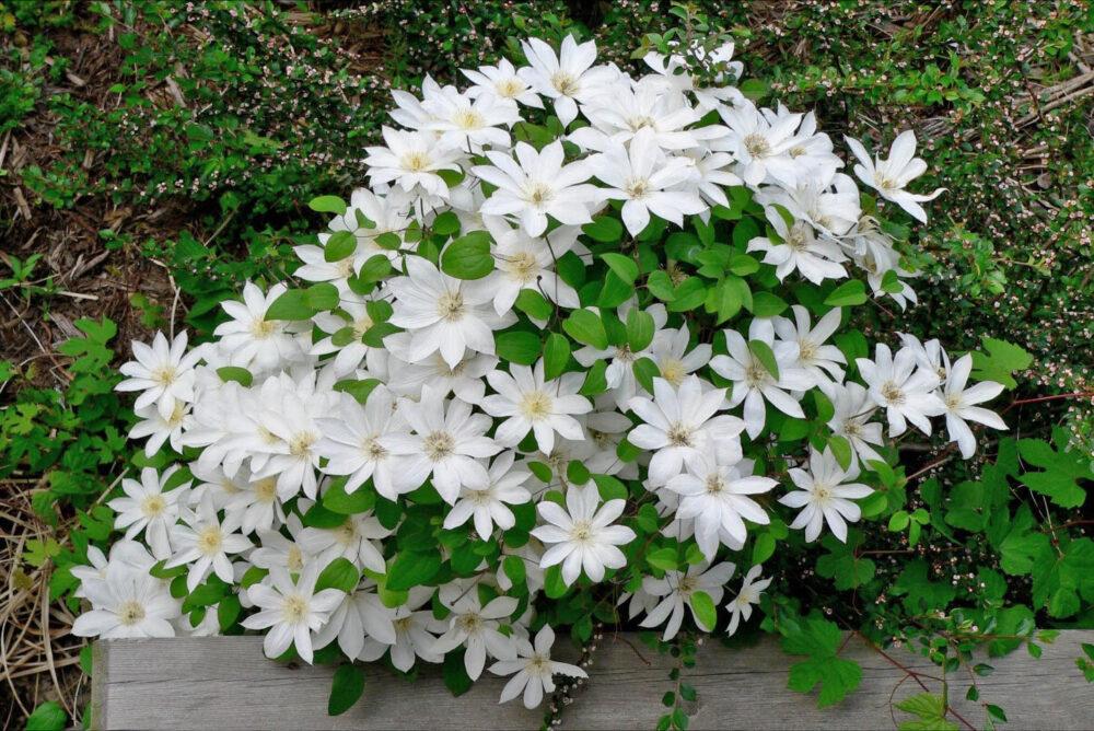 bijeli cvjetovi klematisa