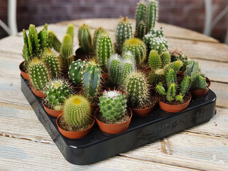 kleine cactussen
