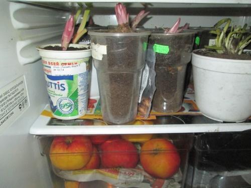 uien in de koelkast