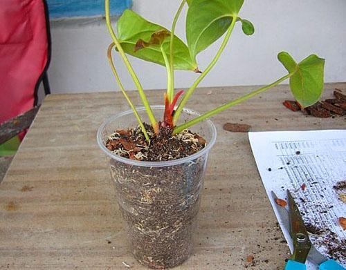 Prvi list pojavio se na mladoj biljci
