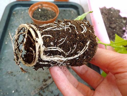 Het verplanten van bewortelde stekken vereist voorzichtigheid