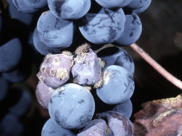 oidium grožđe