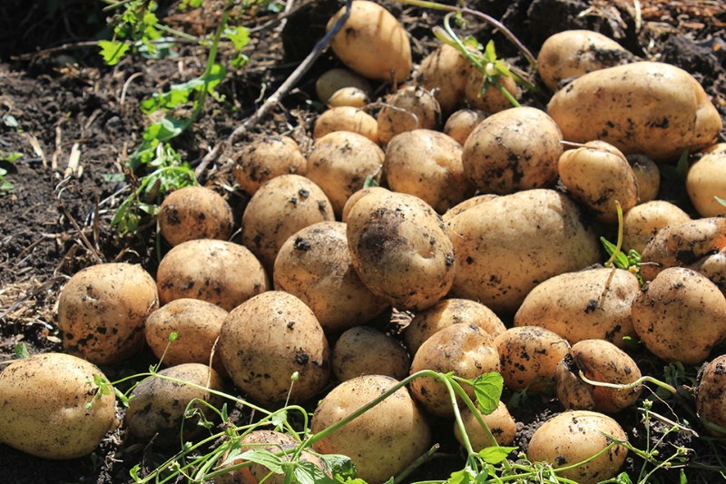 lorch aardappelen