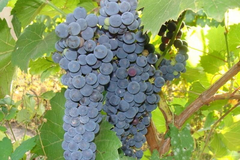 Amoer-druiven beschrijving van de foto-recensies van de variëteit
