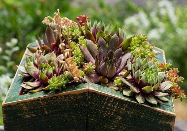 vetplanten in een kist van hout
