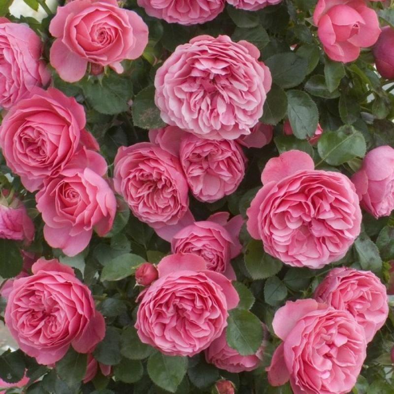 rose leonardo da vinci enciklopedija ruža