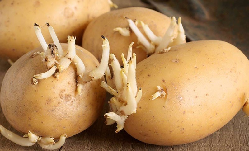 gekiemde aardappelknollen