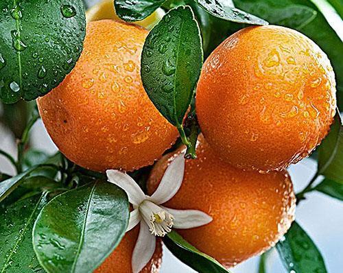 Ulje mandarine uspješno se koristi u pedijatriji
