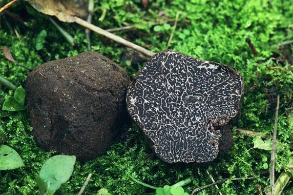 gljiva tartuf u svom prirodnom okruženju