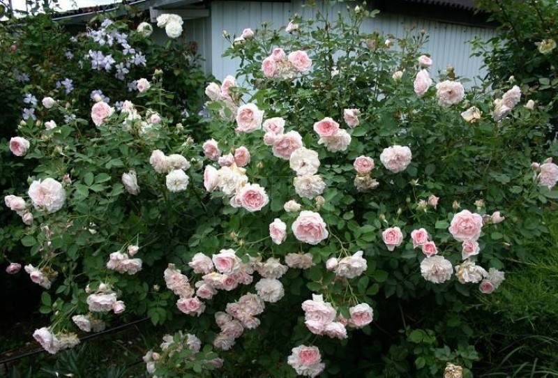 piling ruža u parku marchenland