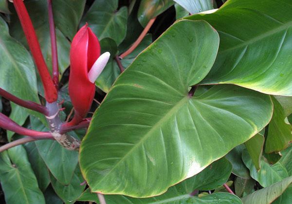 Philodendron pocrveni