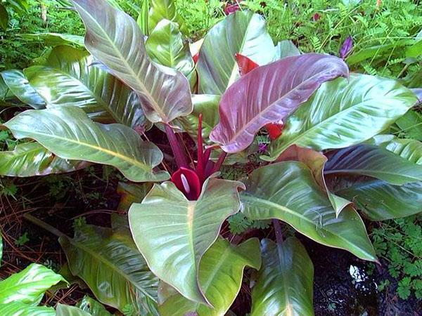 Philodendron rumeni Imperial Red