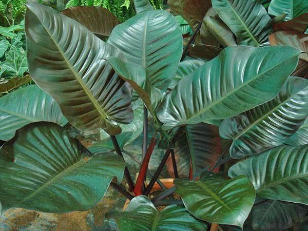 Philodendron rumeni Crveni Kongo