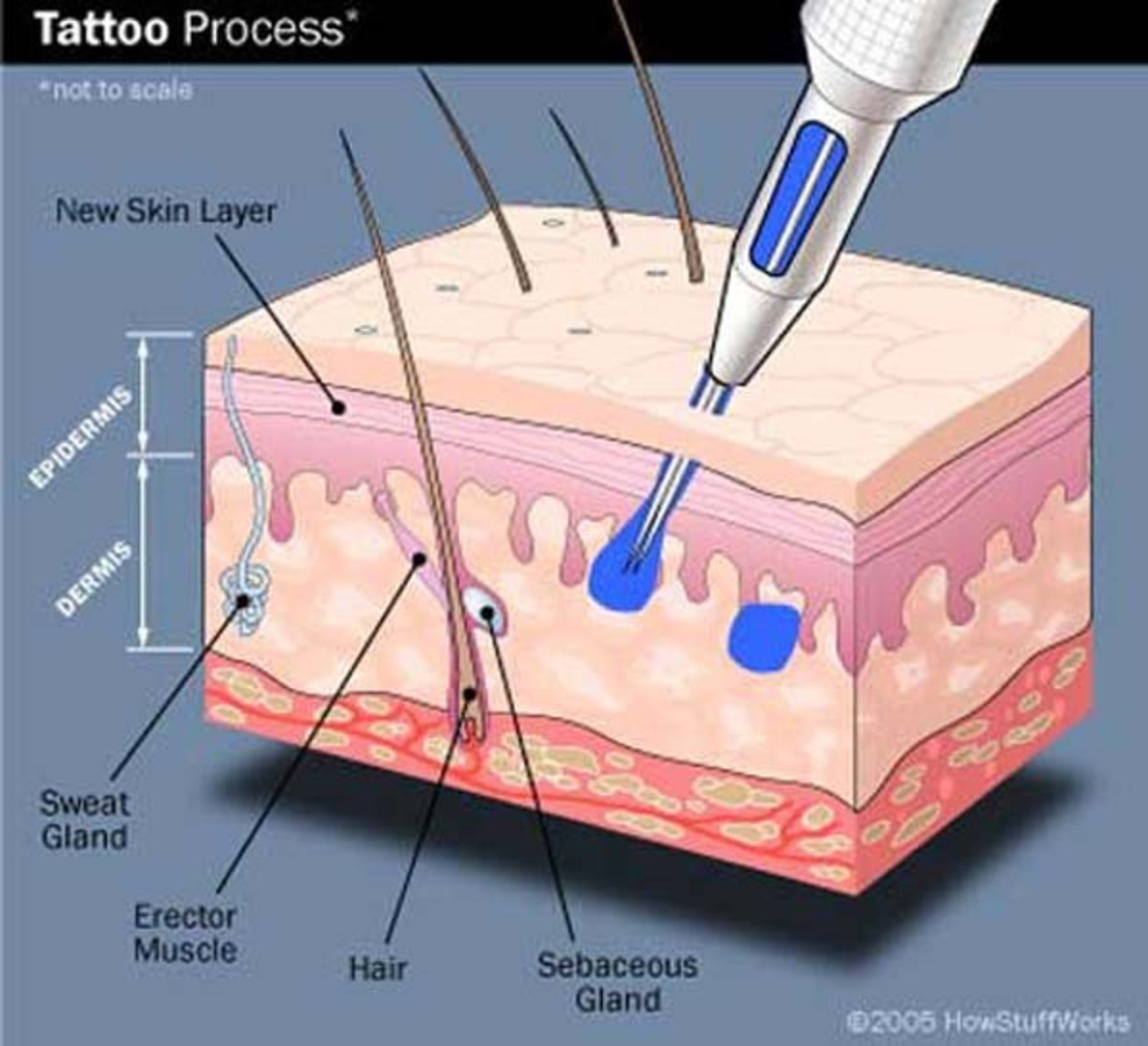 tetoválás-diagram-1