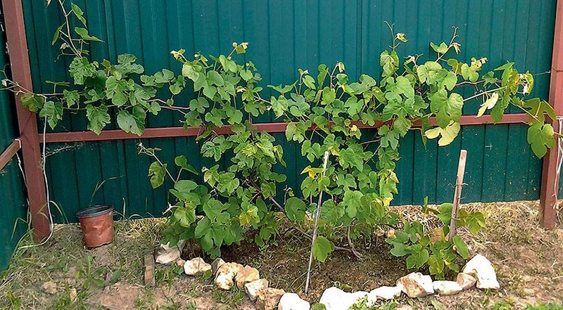 uzgoj grožđa na svojoj ljetnoj kućici