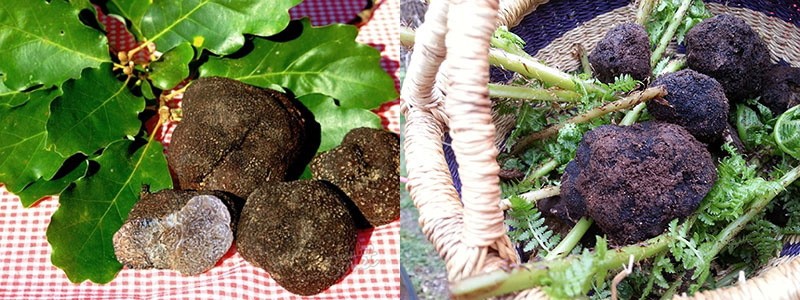 Australische technologie om thuis truffels te kweken
