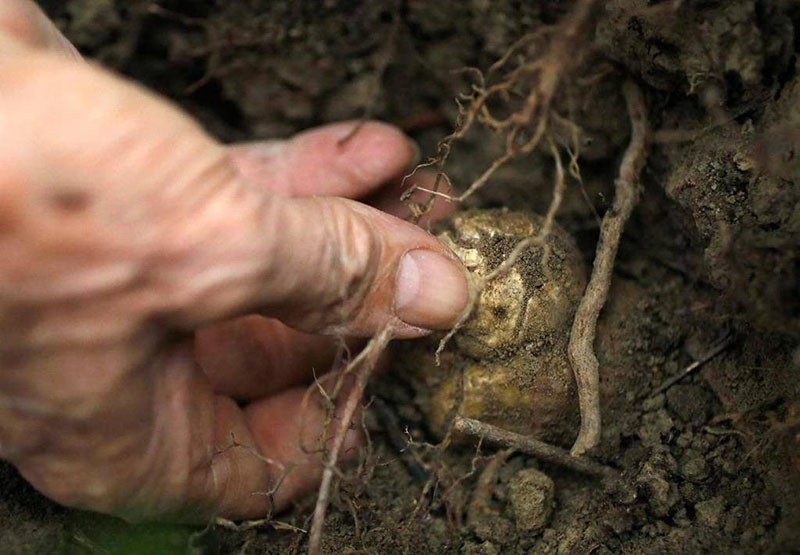 truffels kweken van onder de wortels