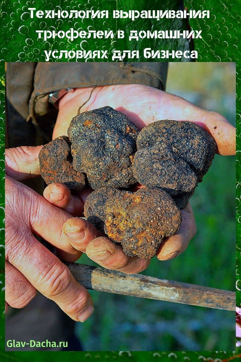 technologie om thuis truffels te kweken