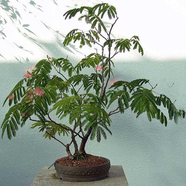 groeiende acacia Lankaran