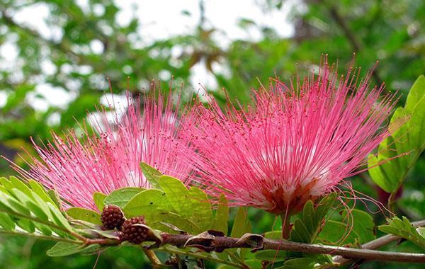 ongebruikelijke bloei van Lankaran acacia