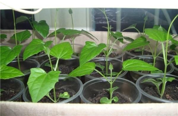 uzgoj sadnica tunbergije
