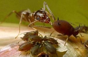 mravi piju mlijeko lisnih uši