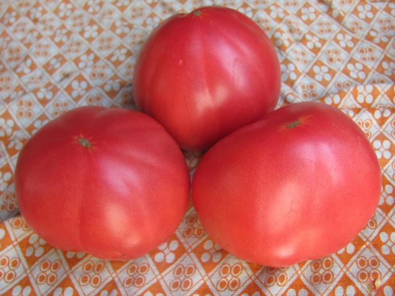 sorta rajčice sibirske selekcije