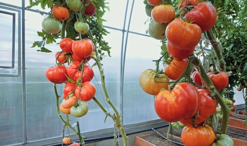rajčica visokog prinosa Bakina tajna
