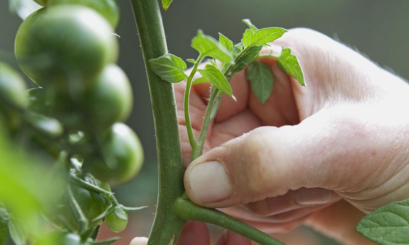 prstohvat rajčice
