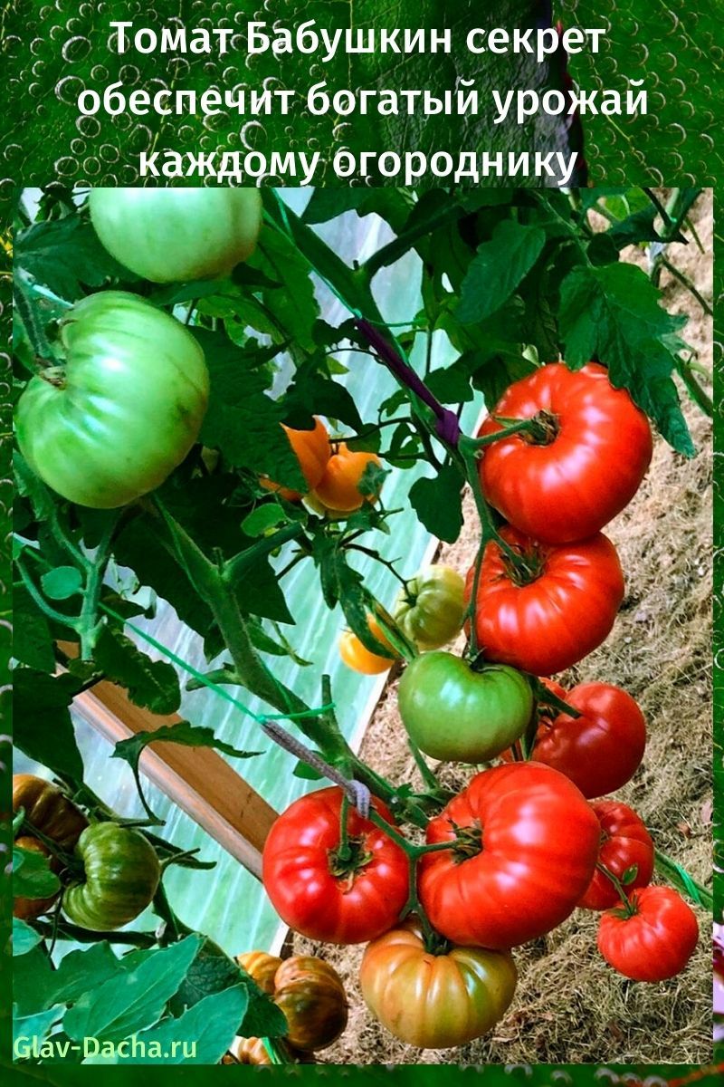 Tajna bake rajčice
