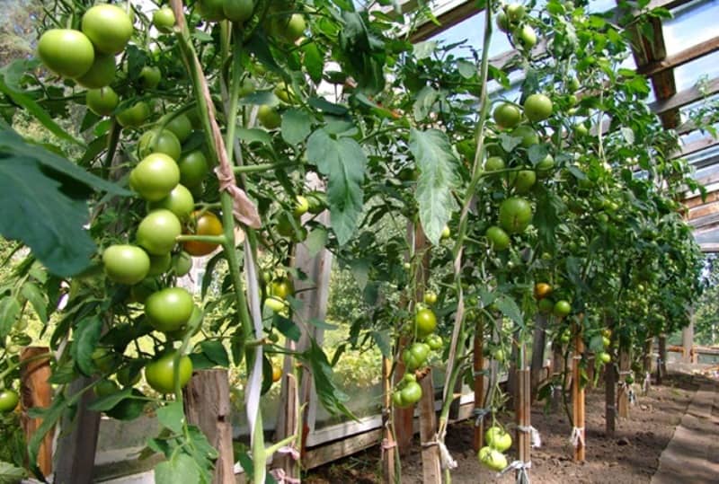 verscheidenheid aan tomaten blagovest