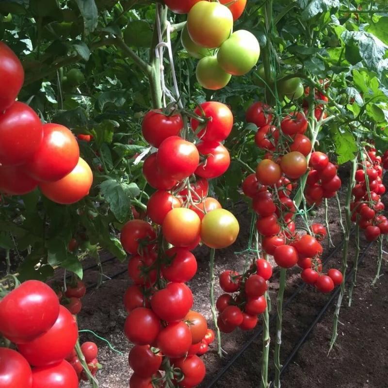 tomaat blagovest kenmerken en beschrijving van het ras