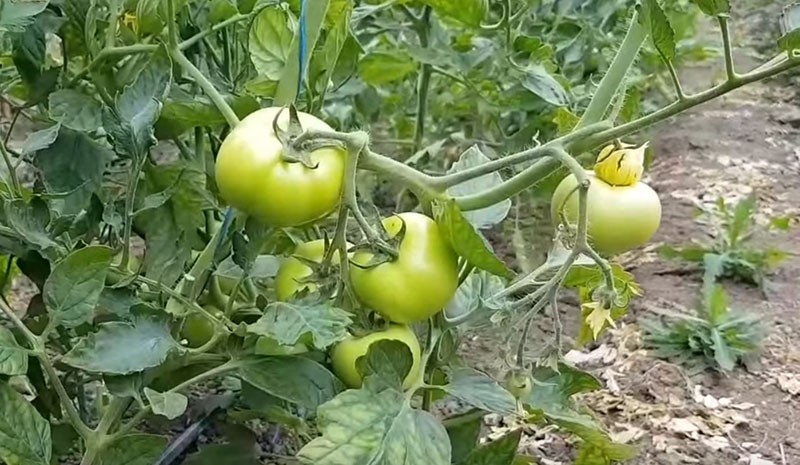 tomaten kweken in het open veld