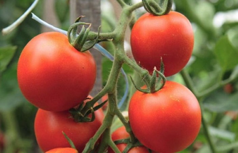 tomaat semko sindbad rasbeschrijving