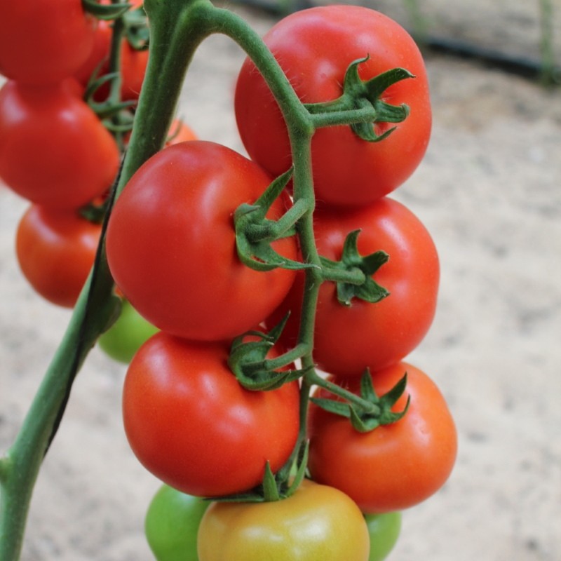 voor- en nadelen van tomaat semko sindbad