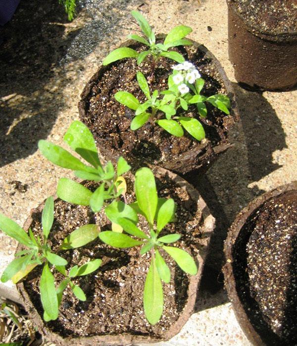 uzgoj sadnica alisuma