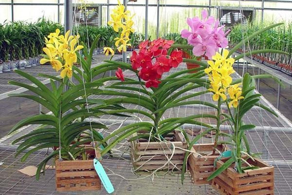 Speciale bakken voor Wanda orchideeën